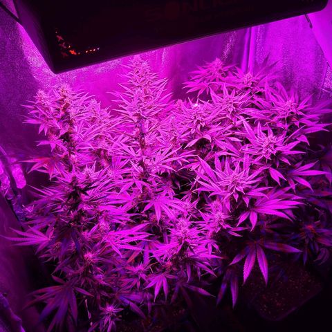 Growerina growlog photo: 20,00 Procede