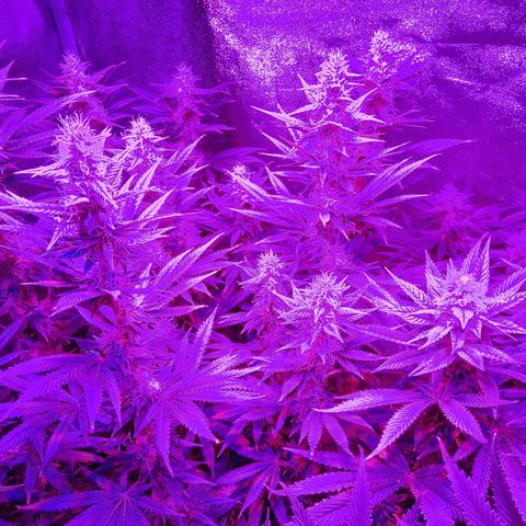 Growerina growlog photo: 20,00 Procede
