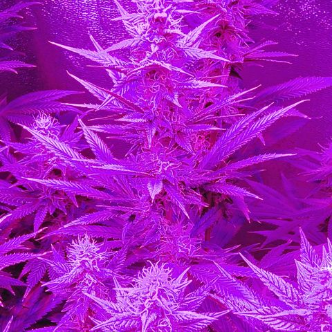 Growerina growlog photo: 20,00 Procede