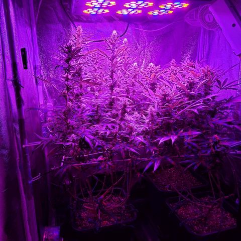Growerina growlog photo: 20,00 Procede