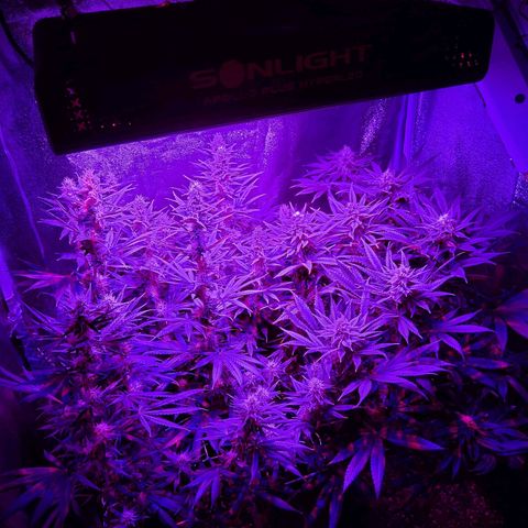 Growerina growlog photo: 19,00 Ok