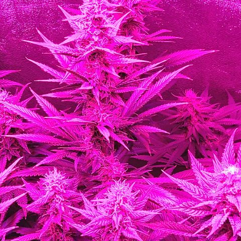 Growerina growlog photo: 19,00 Ok