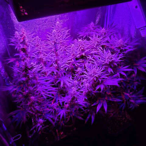 Growerina growlog timeline photo