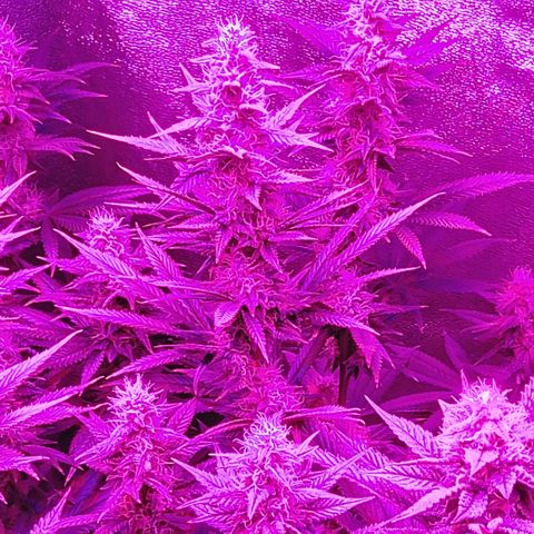 Growerina growlog timeline photo
