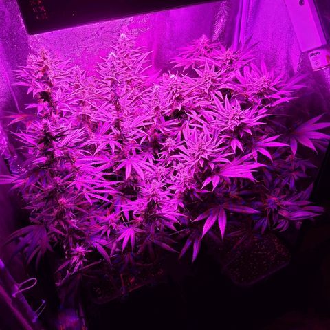 Growerina growlog timeline photo