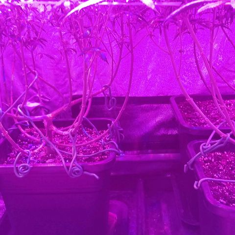 Growerina growlog photo: 18,30 Ok