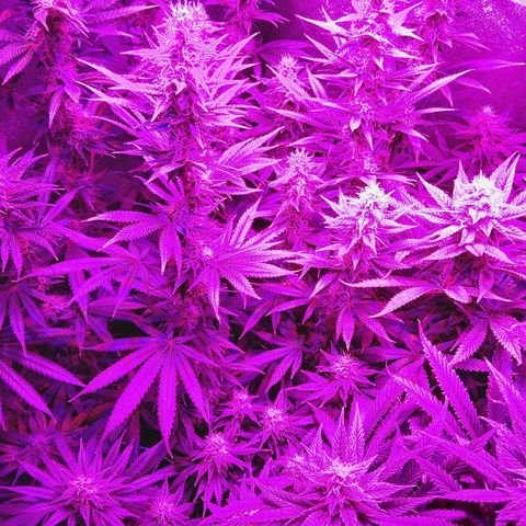 Growerina growlog photo: 18,30 Ok