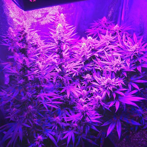 Growerina growlog photo: 18,30 Ok
