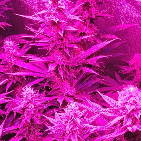 Growerina growlog photo: 18,30 Ok