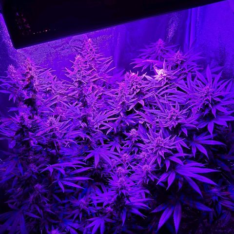 Growerina growlog photo: 18,15 Bagnare fra qualche ora