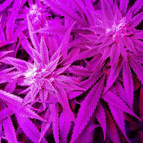 Growerina growlog photo: 18,15 Bagnare fra qualche ora
