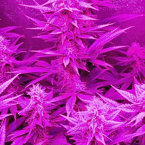 Growerina growlog photo: 18,15 Bagnare fra qualche ora