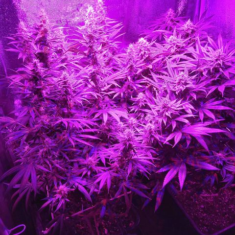 Growerina growlog photo: 18,00 Ok