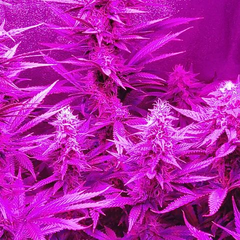 Growerina growlog photo: 18,00 Ok