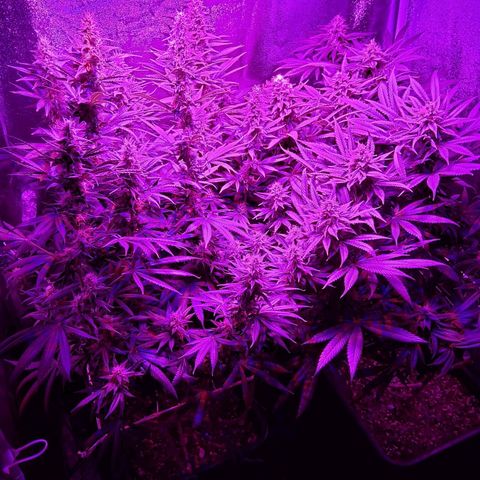 Growerina growlog photo: 18,30 Ok