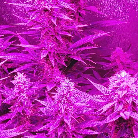 Growerina growlog photo: 18,30 Ok