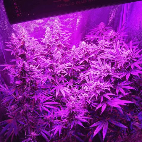 Growerina growlog photo: 19,15 Ok