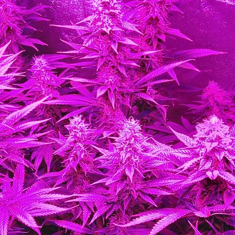 Growerina growlog photo: 19,15 Ok