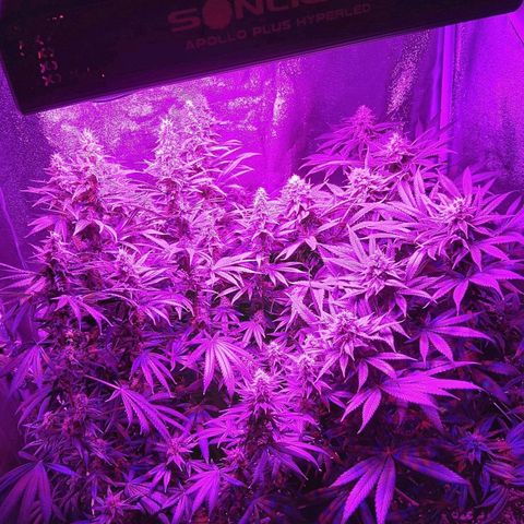 Growerina growlog photo: 05, 45 Ok