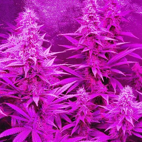 Growerina growlog photo: 05, 45 Ok