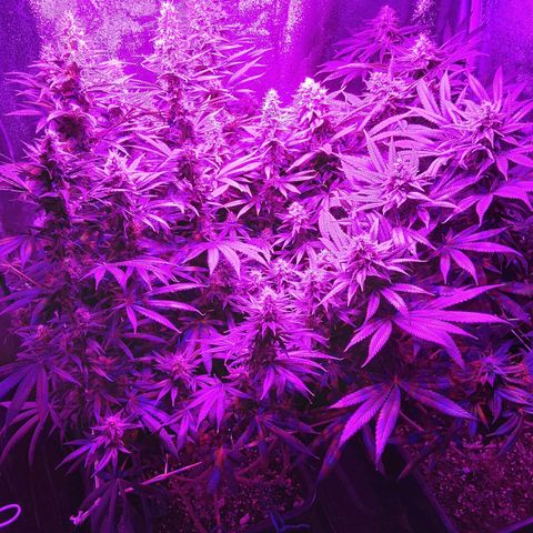 Growerina growlog photo: 20,00