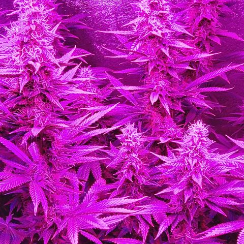 Growerina growlog photo: 20,00