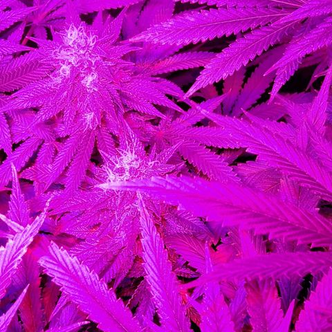 Growerina growlog photo: 20,00
