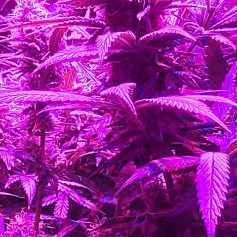 Growerina growlog photo: 20,00