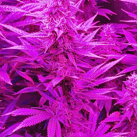 Growerina growlog photo: 23,45 Ok,