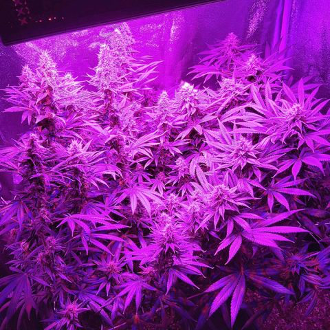 Growerina growlog photo: 23,45 Ok,