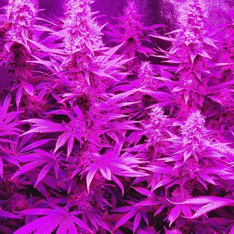 Growerina growlog photo: 23,45 Ok,