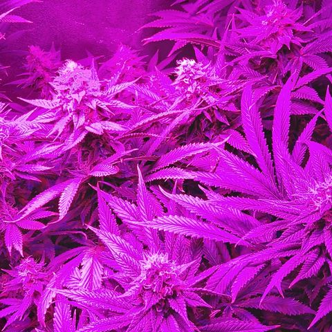 Growerina growlog photo: 23,45 Ok,