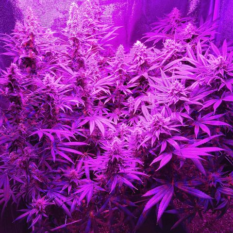 Growerina growlog photo: 18,00 Ok