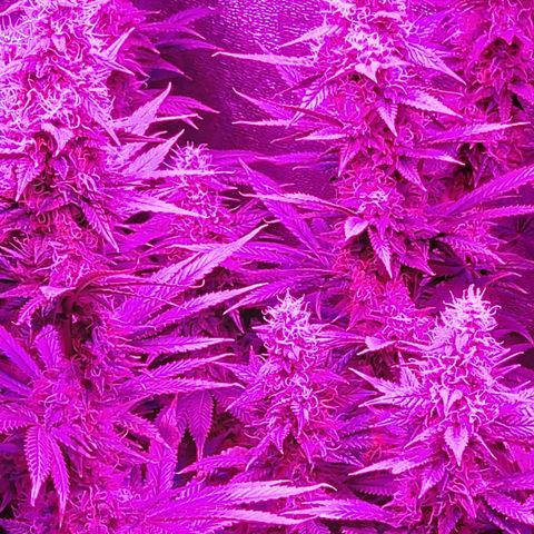 Growerina growlog photo: 18,00 Ok