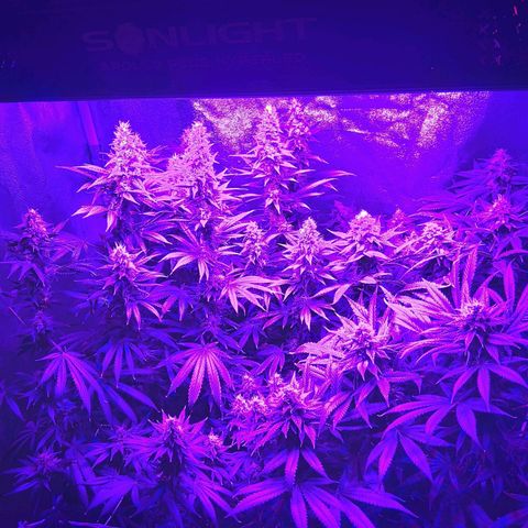 Growerina growlog photo: 23,30 Ok