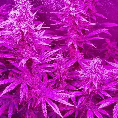 Growerina growlog photo: 23,30 Ok