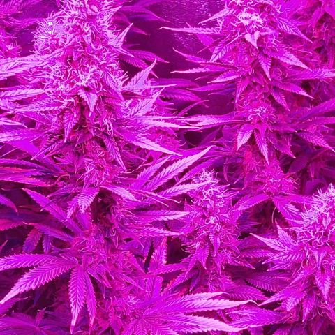 Growerina growlog photo: 19,q5 Ok