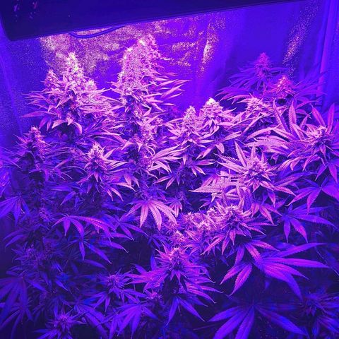 Growerina growlog photo: 19,q5 Ok