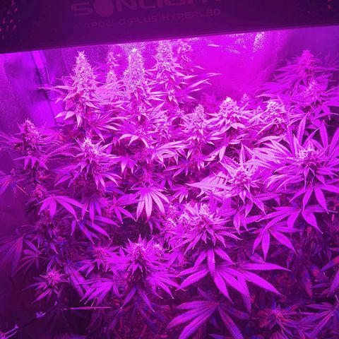 Growerina growlog photo: 23,30 Ok
