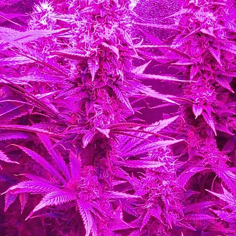 Growerina growlog photo: 23,30 Ok