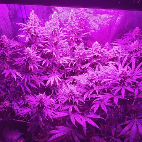 Growerina growlog photo: 18 00 Ok
