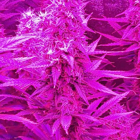 Growerina growlog photo: 18 00 Ok