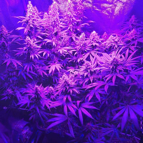 Growerina growlog photo: 20,45 Ok