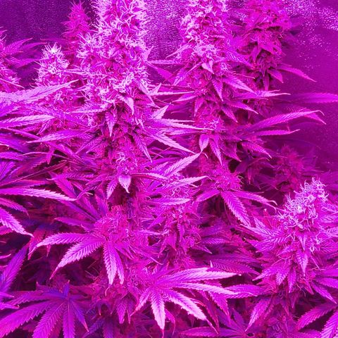 Growerina growlog photo: 20,45 Ok