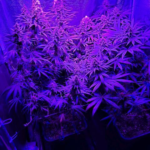 Growerina growlog photo: 19,40 Ok