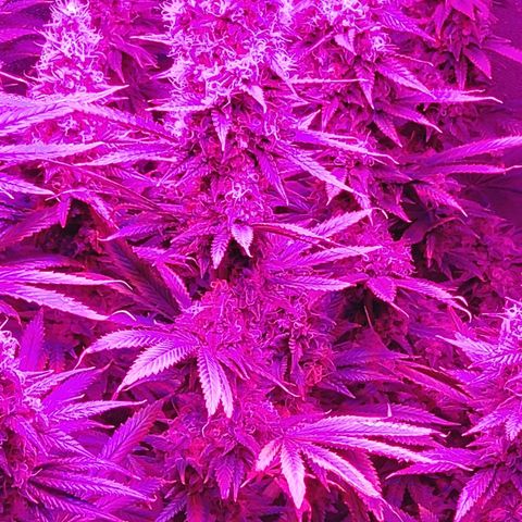 Growerina growlog photo: 19,40 Ok