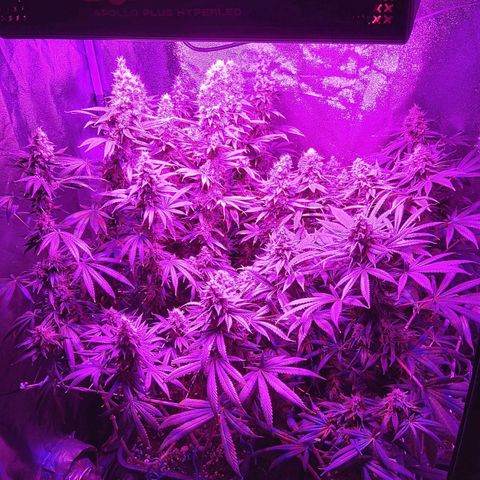 Growerina growlog photo: 20,15 Ovest ne ha ancora, nord un po' più matura, sud una via di mezzo.