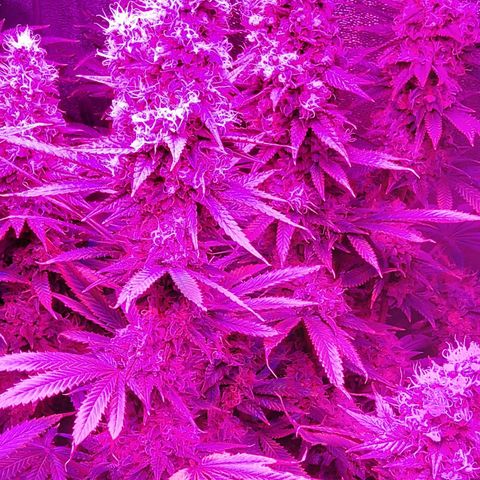 Growerina growlog photo: 20,15 Ovest ne ha ancora, nord un po' più matura, sud una via di mezzo.