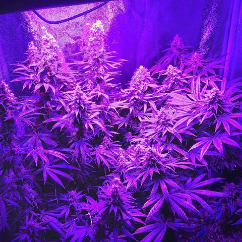 Growerina growlog photo: 18,15 Ok