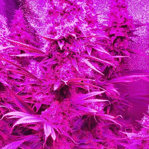 Growerina growlog photo: 18,15 Ok
